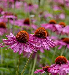 Echinacea purpurea in the garden in summer close-up