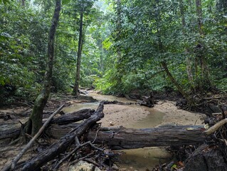 Fallen log in a creek in tropical forest