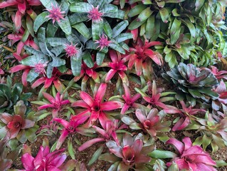 Colorful rosettes of neoregelia bromeliad growing vertically on a tree