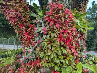 Colorful rosettes of neoregelia bromeliad growing vertically on a tree