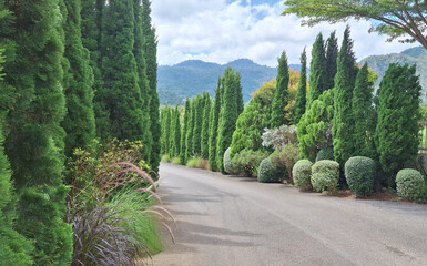 pine trees in the mountains