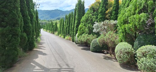 Curved road with  mountain in the distance and a  coniferous  on both side
