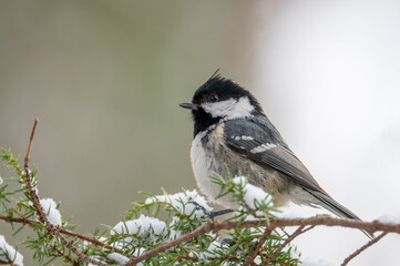 Fototapeta premium A coal tit (Periparus ater) resting on a snow covered branch in winter. The small songbird shows its distinctive black and white plumage and delicate features against a soft, natural background.