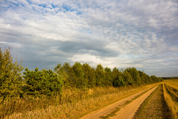 Obraz premium A rustic dirt road winds through golden fields towards a lush treeline under a vast, cloudy sky. An inviting path into nature's embrace