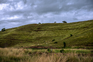 Obraz premium Rolling Green Hills with Cattle under Cloudy Sky in Rural Brazil