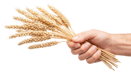 Hand Holding a Bundle of Wheat Stalks