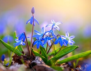 Spring blue flowers in sunlight