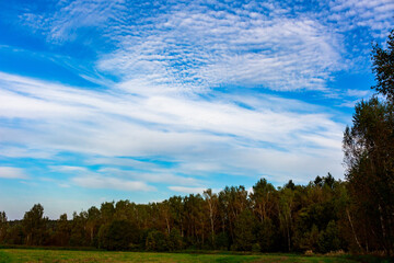 Obraz premium Vibrant blue sky teeming with fluffy, rippled clouds. A thick forest edge and green field below complete this tranquil natural vista
