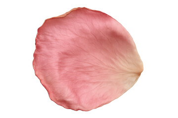 Fototapeta premium Pink rose petal on transparent background symbolizing love, romance, tenderness, and beauty