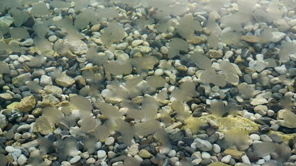Transparent Adriatic Sea Water Full of Small Jellyfish with Pebbles on the Seabed © Cocosss