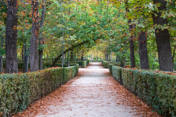 Autumn leaves changing from green to brown colour