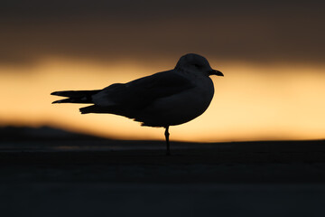 Seagull silhouette on the seashore. Beach and sunset light. Birds in the wild. Sun and dark clouds. Photo for postcards, backgrounds, wallpapers.
