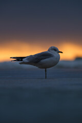 Seagull silhouette on the seashore. Beach and sunset light. Birds in the wild. Sun and dark clouds. Photo for postcards, backgrounds, wallpapers.