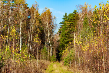 Autumn woodland scene with a tranquil path winding through a mix of vibrant birches and evergreen pines under a clear blue sky. A peaceful forest trail