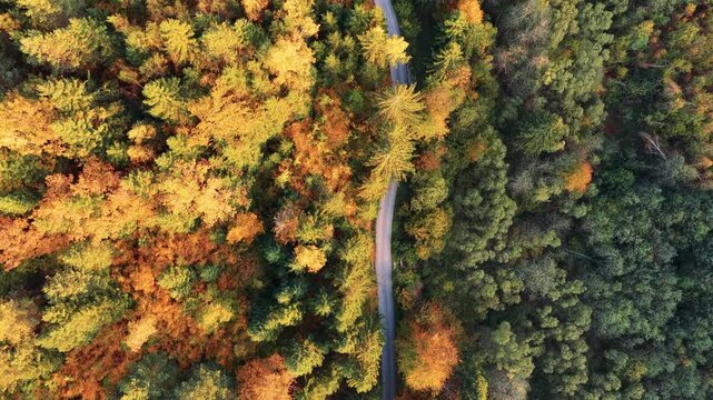 Overhead view of narrow road cutting through dense forest in vibrant fall tones