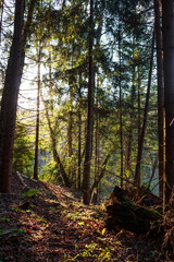 Golden sunlight streams through a dense, primeval forest, dappling the mossy ground and a gnarled log. A tranquil, enchanting woodland vista