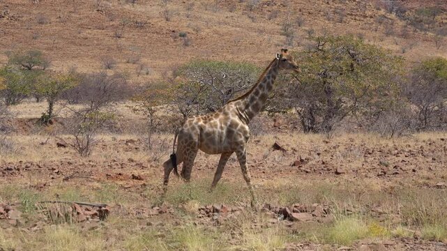 Giraffe walking and chomping in Damaraland near Palmwag in Namibia, Africa.