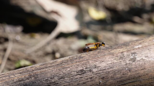 A mud dauber wasp crawling on wooden surface
