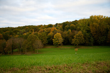 Fototapeta premium autumn in alsace