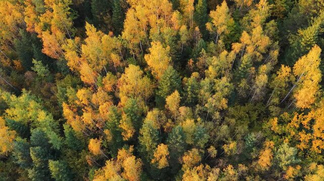 Overhead view of forest trees in full autumn colors illuminated by warm afternoon light