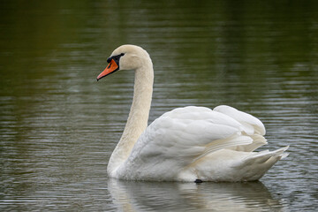 Höckerschwan auf einem Teich in der Oberlausitz