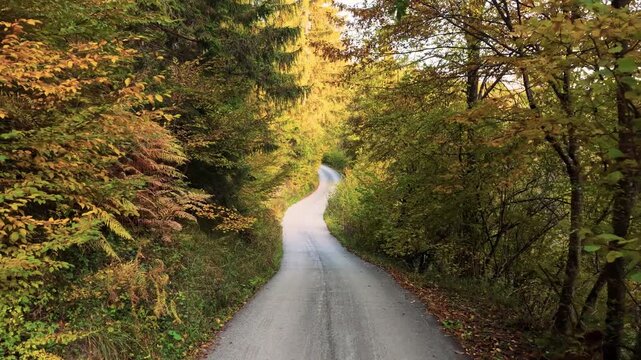 Peaceful paved road stretches through forest covered in warm autumn shades and soft sunlight