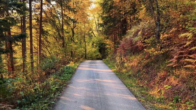Empty countryside road surrounded by trees in golden autumn tones under soft daylight