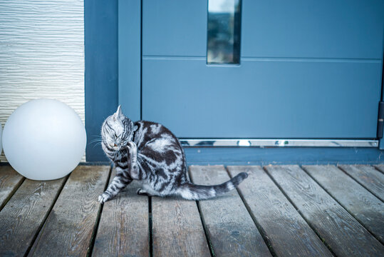 cat sitting and itching