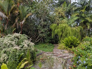 Lush tropical garden with palm, weeping willow, frangipani, dracena 