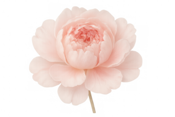Pink peony flower blooming, revealing delicate petals, isolated on a transparent background