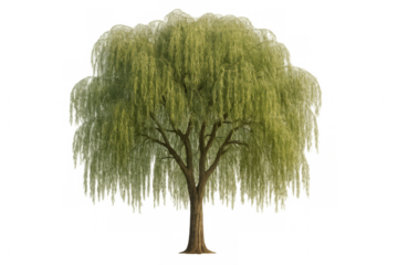 Weeping willow tree with green foliage and hanging branches, isolated, featuring a transparent background