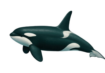 Isolated Orca or Killer Whale Swimming Calmly in Open Water, Powerful Marine Animal