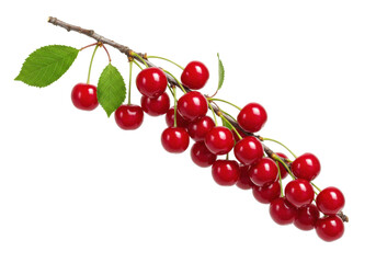 Isolated branch of cherries with leaves, ripe fruit for a healthy and tasty dessert