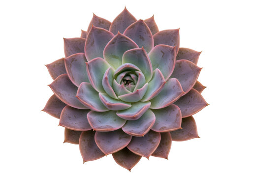 Isolated Echeveria Perle von Nürnberg succulent rosette, vibrant purple hues, natural light