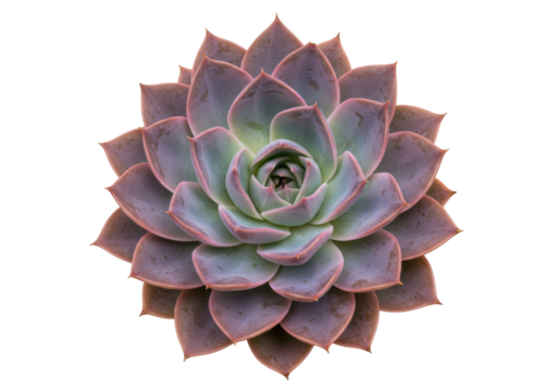 Isolated Echeveria Perle von Nürnberg succulent rosette, vibrant purple hues, natural light
