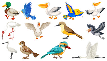Colorful Bird Vector Collection: Diverse Wildlife Illustrations