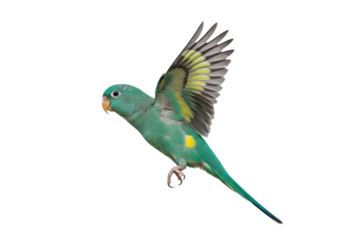 Isolated Turquoise Parrot flitting mid-air, showing its wing pattern, plumage, and tail