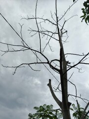 tree in the sky