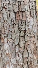 Beautiful tree bark texture brings rustic charm to your designs, perfect for natural backgrounds, earthy themes, and organic designs, nature's artistry
