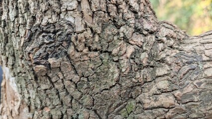 Organic tree bark texture with natural details invites earthy designs, rustic themes, and environmental projects with a touch of nature's beauty