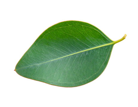 Vibrant green leaf, veins visible, against a solid black background