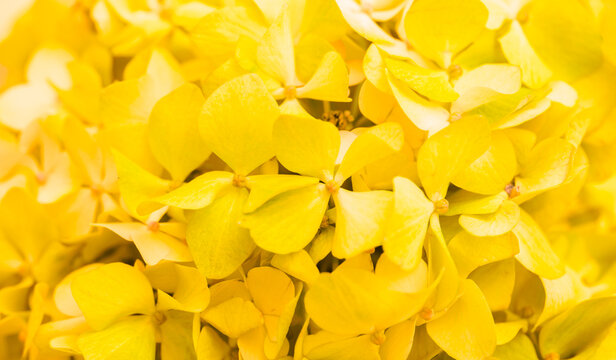 Yellow flowers close-up. Bouquet of colorful flowers. City flower beds, a beautiful and well-kept garden with flowering shrubs. - Powered by Adobe