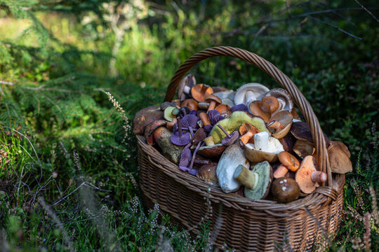 Assorted wild mushrooms in basket among heather and spruces outdoors