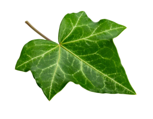 A close-up of a vibrant green leaf featuring intricate veins and a brown stem