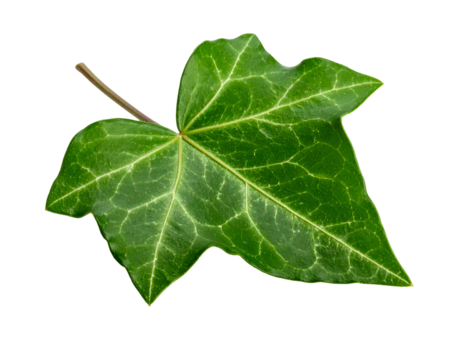 A close-up of a vibrant green leaf featuring intricate veins and a brown stem - Powered by Adobe