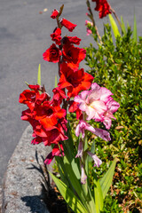 Gladiolus in Bloom