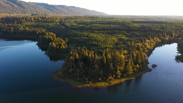 4K aerial drone footage of Quinault Lake in Olympic National Park, Washington State, USA, showing golden sunset light over calm blue water surrounded by evergreen forests and mountain landscape