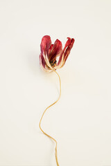 Close-Up of Dried Red Tulip Flower