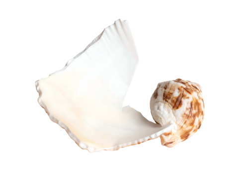 Close up of a broken seashell, displaying a mottled brown spiral and white inner surface