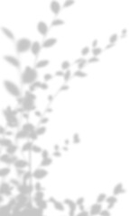 Movement realistic shadow leaves sunshade isolated on transparent backgrounds rendering png leaf shadow overlay effect. background with tropical leaves shadows.Shadow effects  PNG